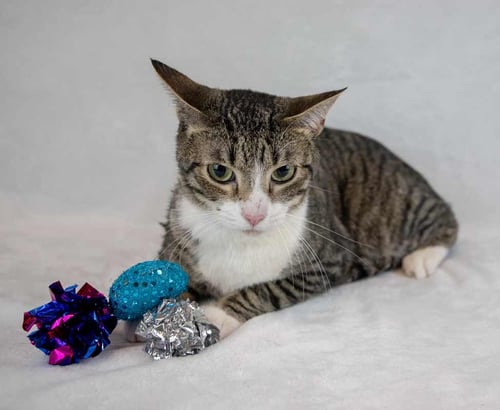 FESCUE - Domestic Short Hair / Tabby available for adoption