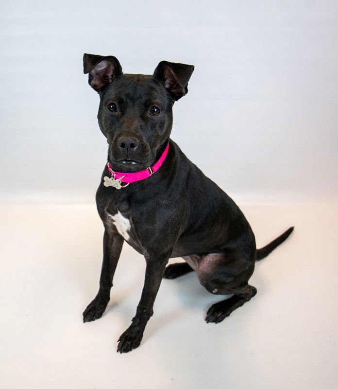 ANDIE - Labrador Retriever / Terrier available for adoption