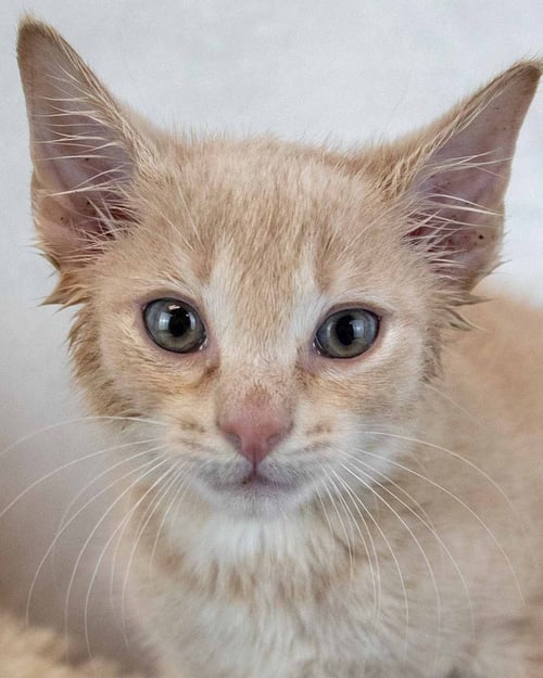 ROME - Domestic Short Hair / Tabby for adoption in Sandy Springs