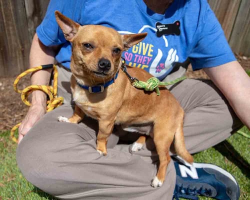 JUSTIN - Chihuahua available for adoption