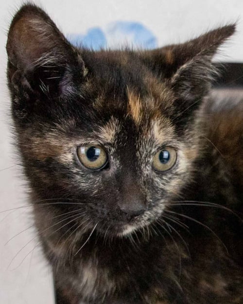 HANNAH - Domestic Short Hair / Tortoiseshell for adoption in Atlanta