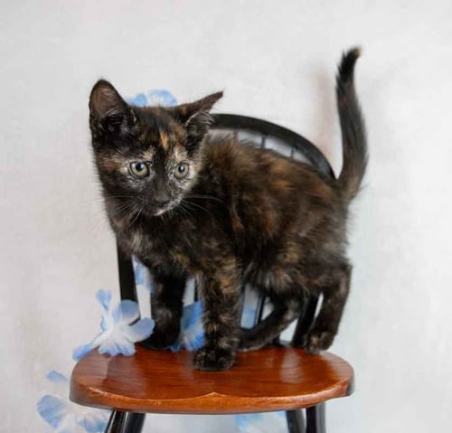 HANNAH - Domestic Short Hair / Tortoiseshell available for adoption