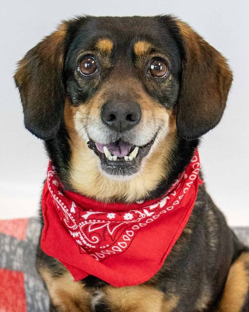 CASSIE - Beagle / Spaniel available for adoption