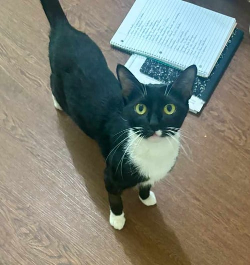BOOTS - Domestic Short Hair / Tuxedo available for adoption