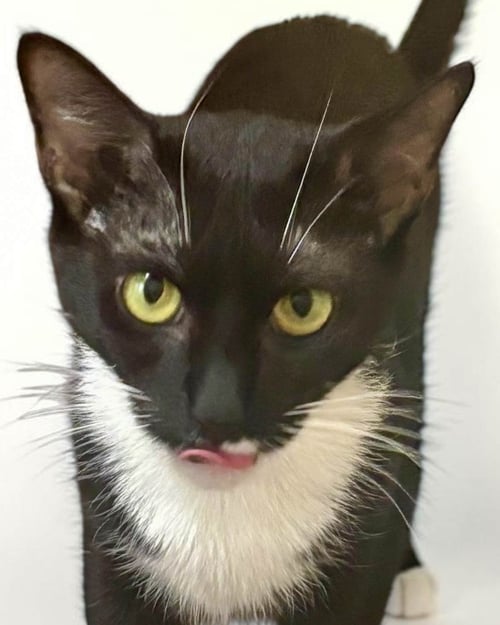 BOOTS - Domestic Short Hair / Tuxedo available for adoption
