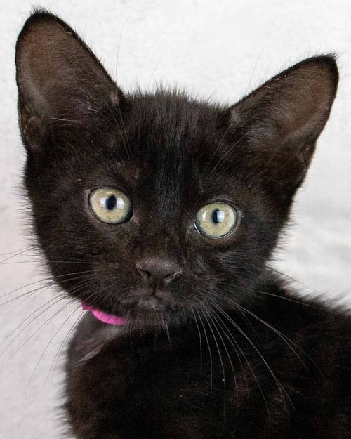 PUMPS - Domestic Short Hair for adoption in Sandy Springs