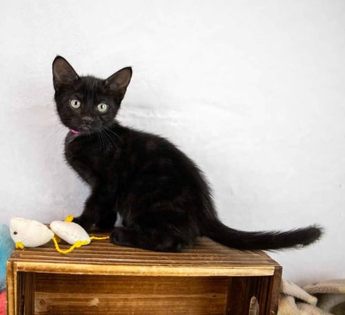 PUMPS - Domestic Short Hair available for adoption