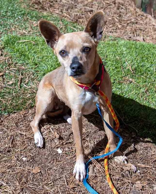 WYNNIE - Chihuahua available for adoption