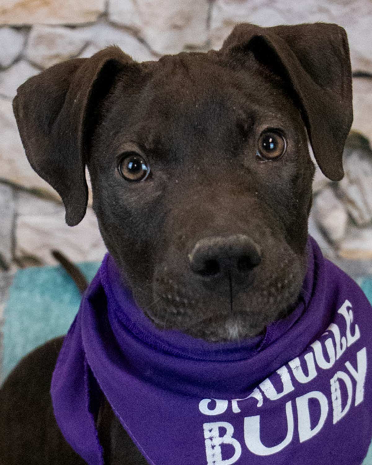 ANSEL - Labrador Retriever available for adoption
