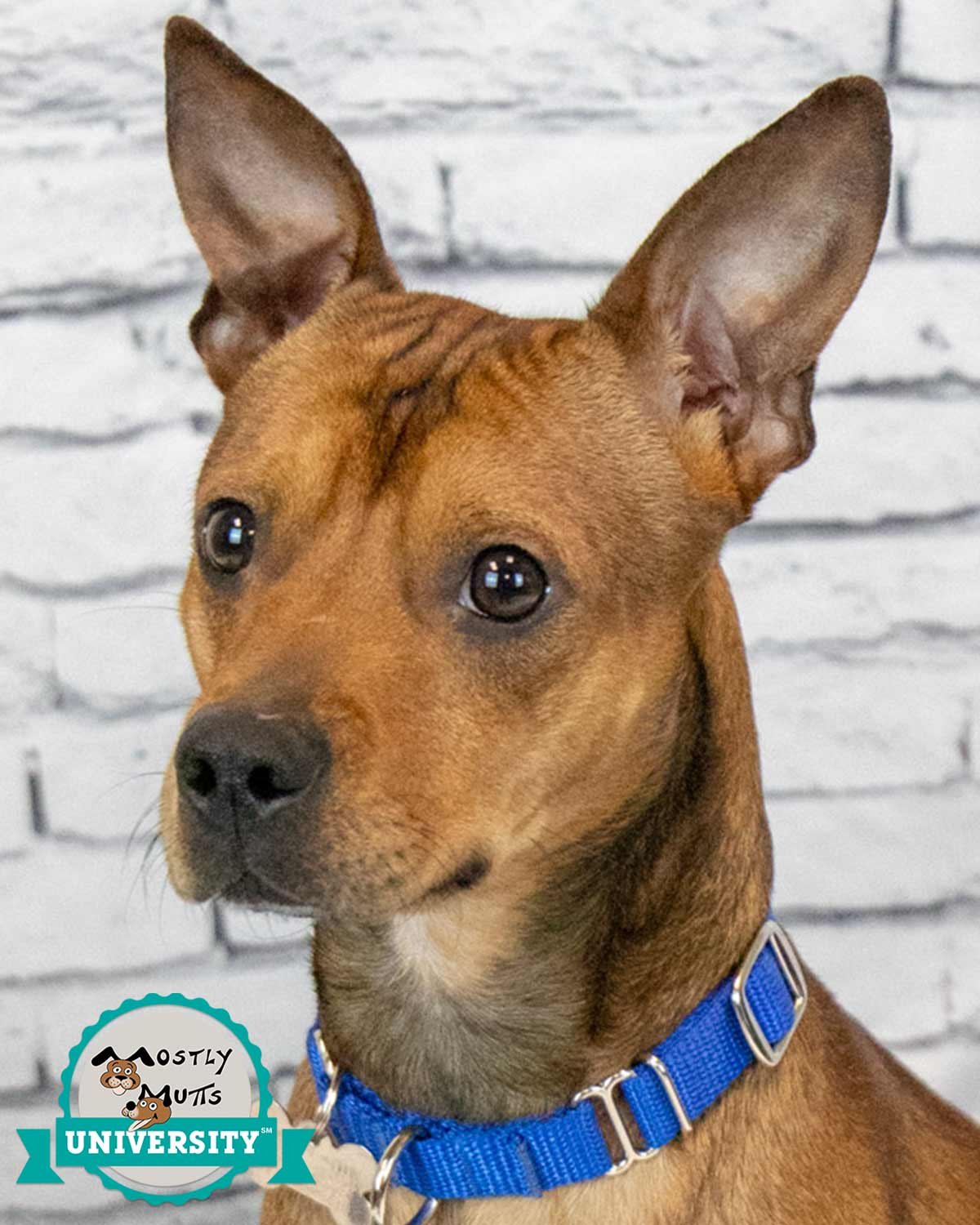 YOGI - Terrier available for adoption