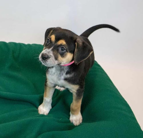 WILLOW - Beagle / Labrador Retriever available for adoption