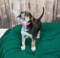 Willow - Photo 4