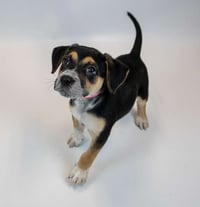 Willow - Photo 5