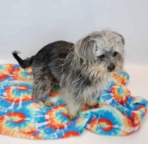 RAE - Terrier / Chihuahua available for adoption