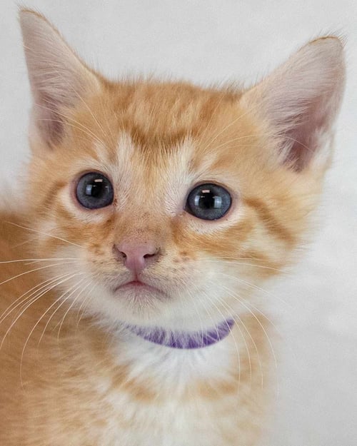 DIEGO - Domestic Short Hair / Tabby available for adoption
