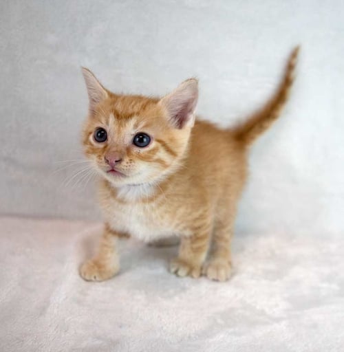 DIEGO - Domestic Short Hair / Tabby available for adoption