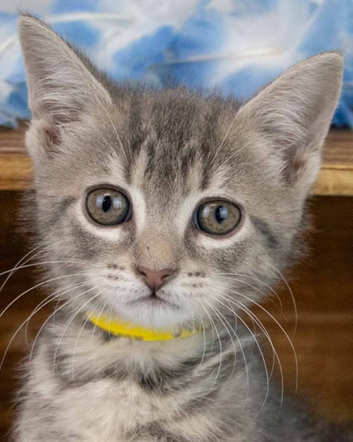 JUPITER - Domestic Short Hair / Tabby for adoption in Roswell