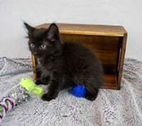 Howard - Photo 2