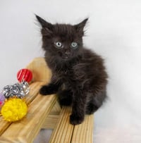 Howard - Photo 6