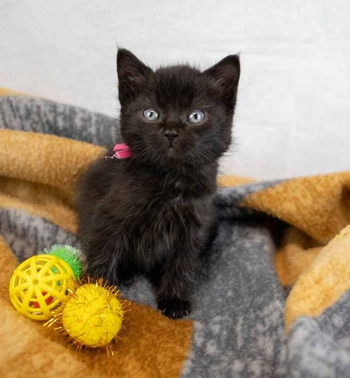 ANTIGUA - Domestic Short Hair available for adoption