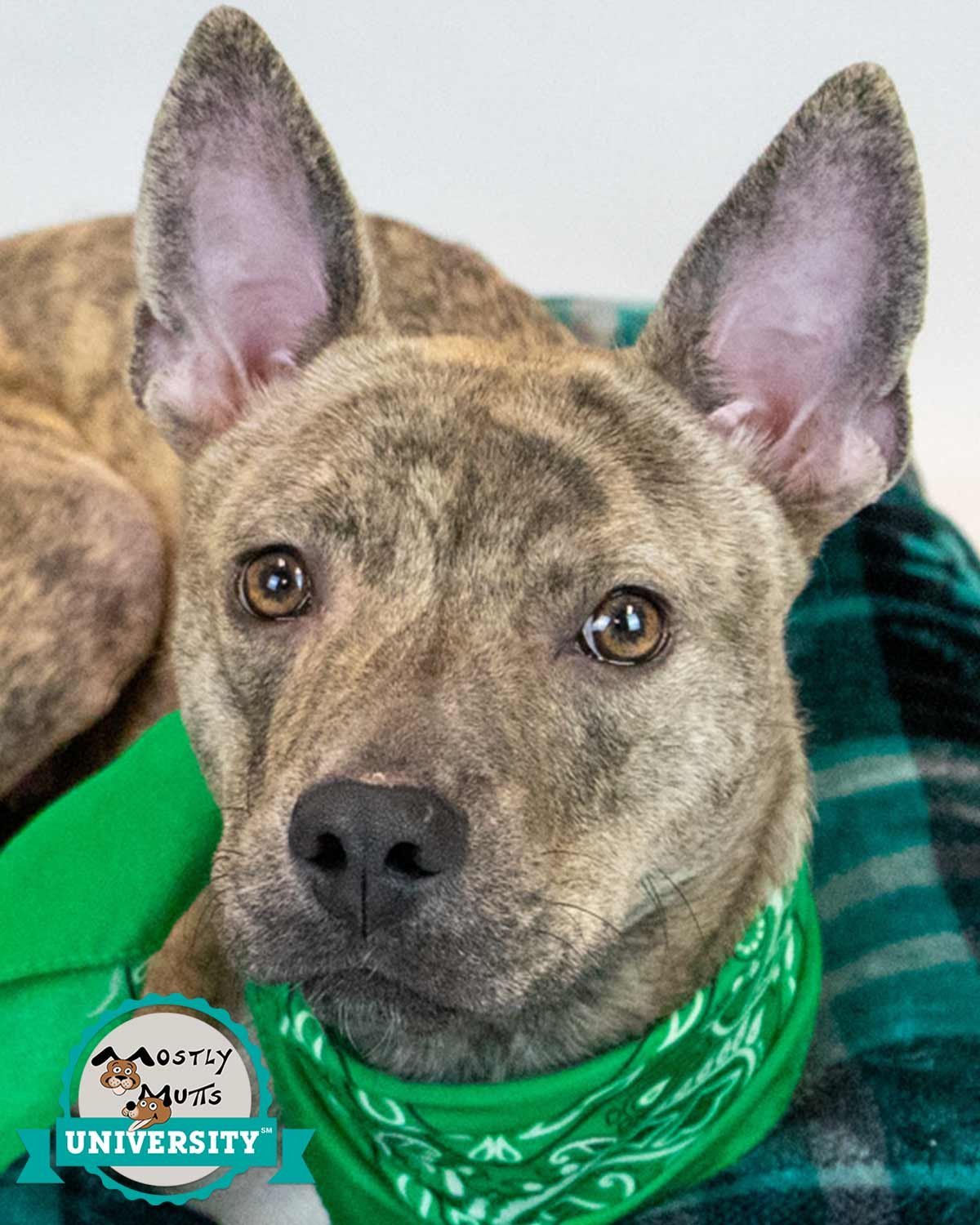 FAWNE - Terrier available for adoption