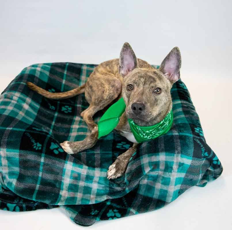 FAWNE - Terrier available for adoption