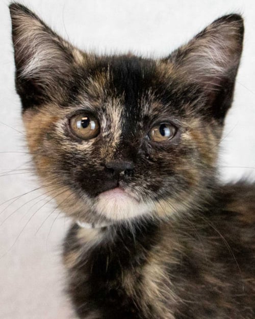 TA'NIYA - Domestic Short Hair / Tortoiseshell available for adoption