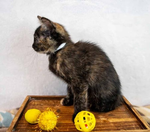 TA'NIYA - Domestic Short Hair / Tortoiseshell available for adoption