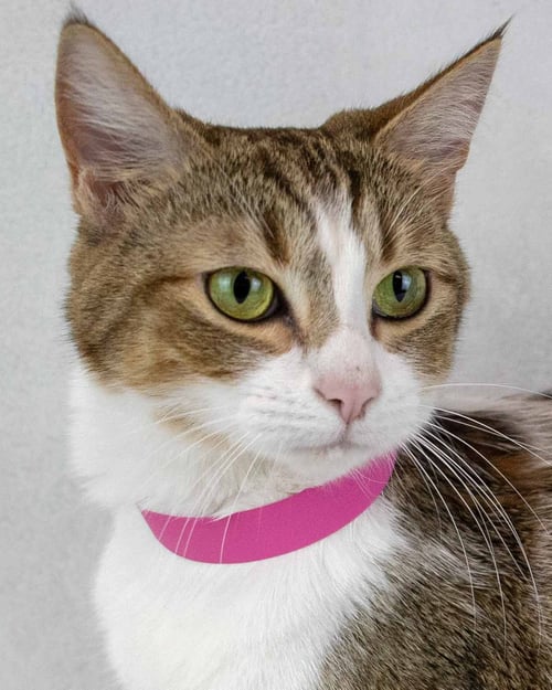 LOUISE - Domestic Short Hair / Tabby available for adoption