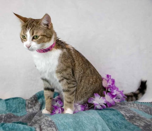 LOUISE - Domestic Short Hair / Tabby available for adoption