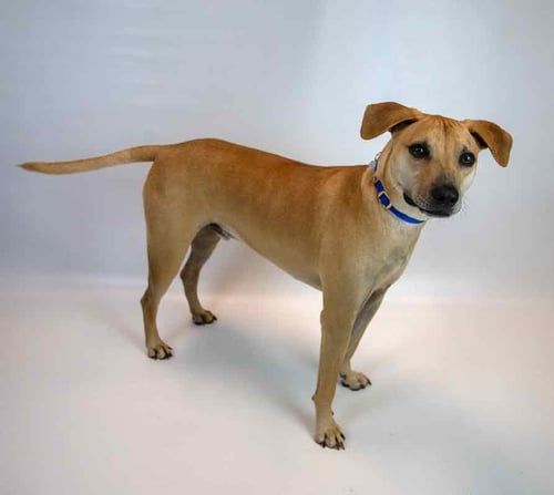 ISAAC - Hound / Labrador Retriever available for adoption