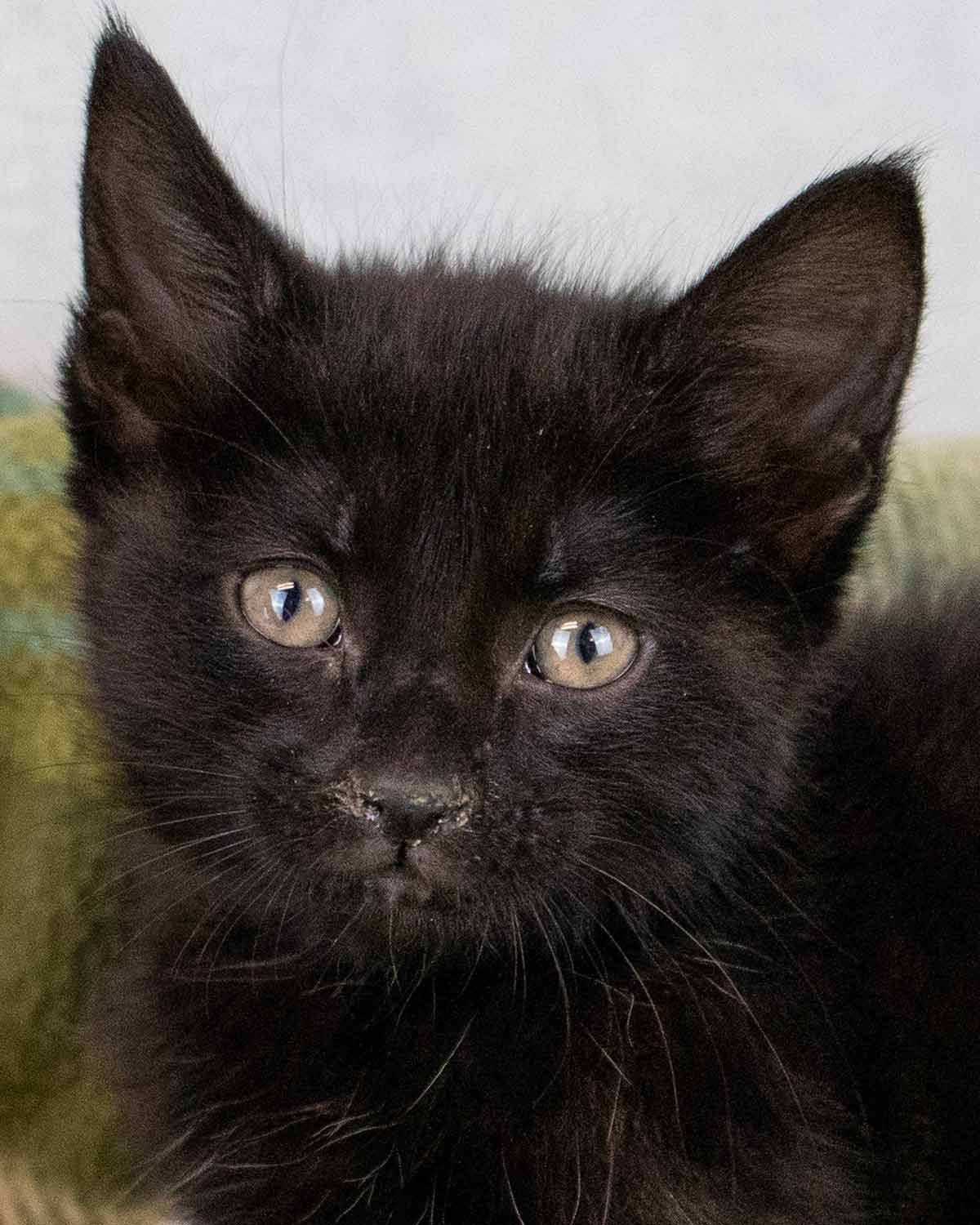 PERSEPHONE - Domestic Short Hair available for adoption