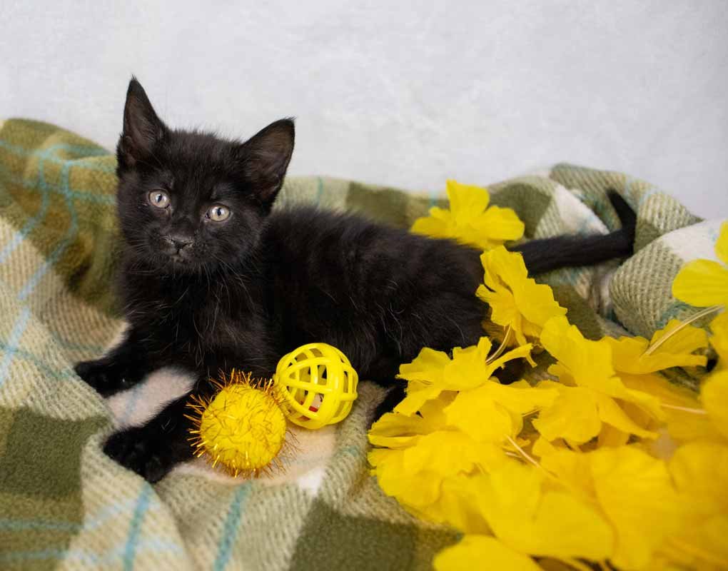 PERSEPHONE - Domestic Short Hair available for adoption