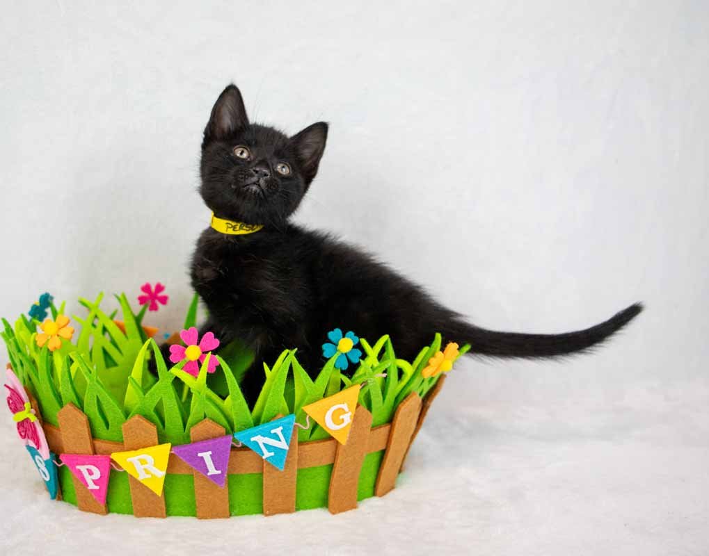 Persephone - Photo 3