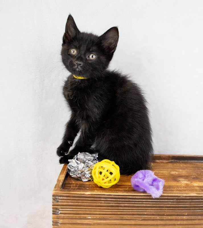 Persephone - Photo 4