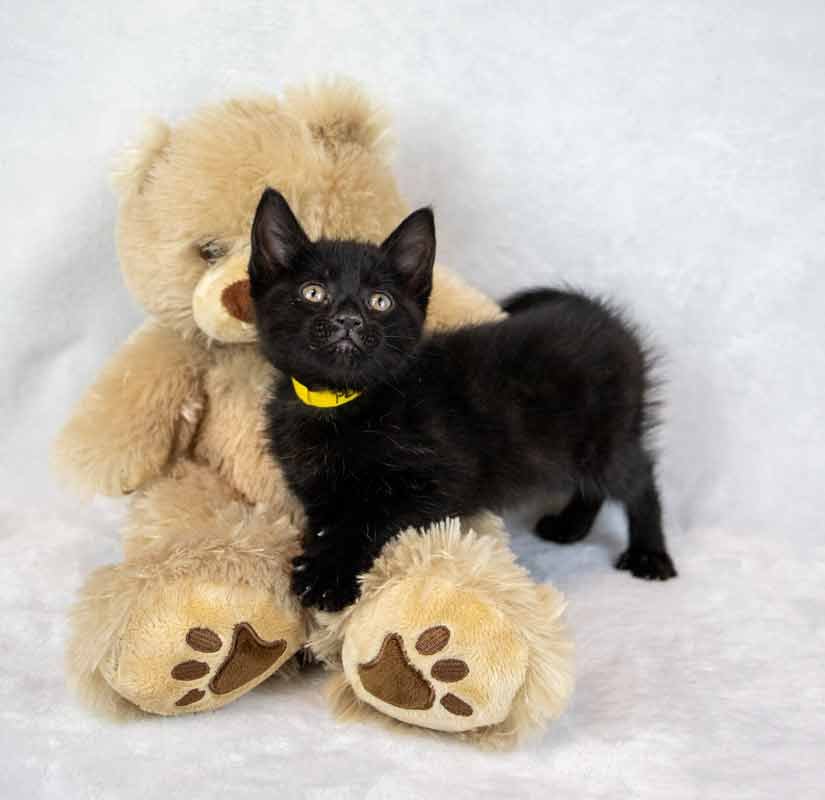 Persephone - Photo 5