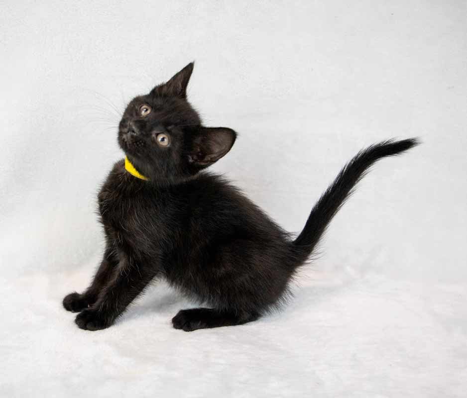 Persephone - Photo 6