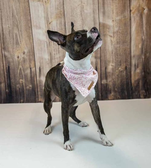 ROCKETTE - Boxer / Bulldog available for adoption
