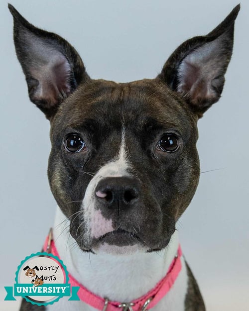 ROCKETTE - Boxer / Bulldog available for adoption