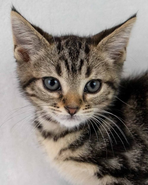 RUSSELL - Domestic Short Hair / Tabby available for adoption
