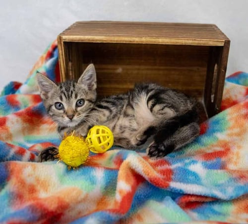 RUSSELL - Domestic Short Hair / Tabby available for adoption