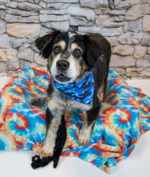 WERTHERS - Spaniel / Shar Pei available for adoption
