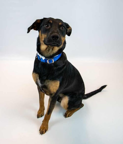 COLT - Hound / Shepherd available for adoption