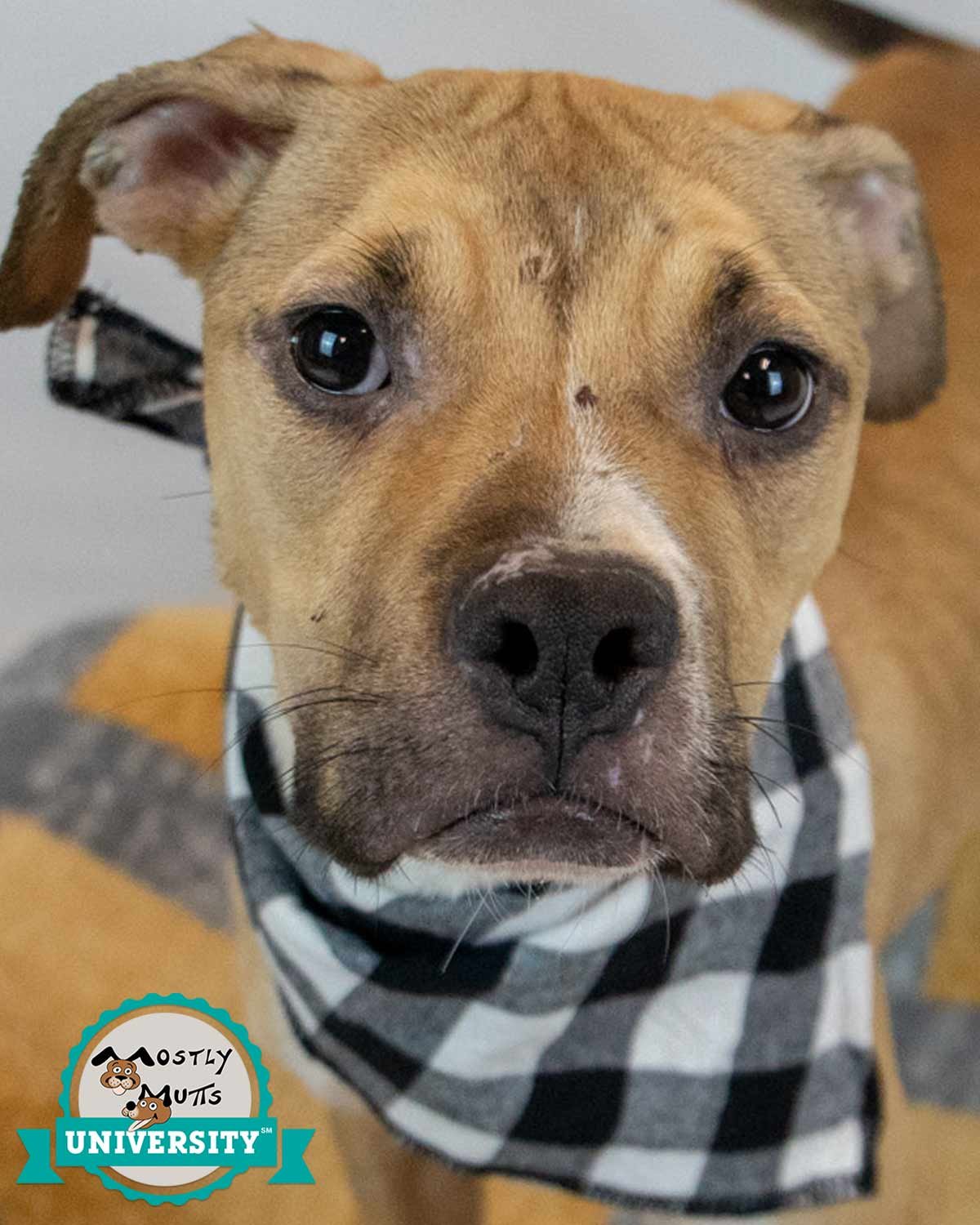 GIZMO - Bulldog / Boxer available for adoption