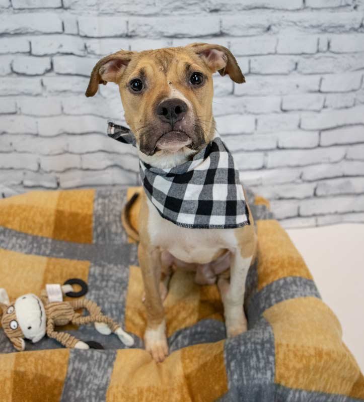 GIZMO - Bulldog / Boxer available for adoption