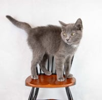 Gina - Photo 2