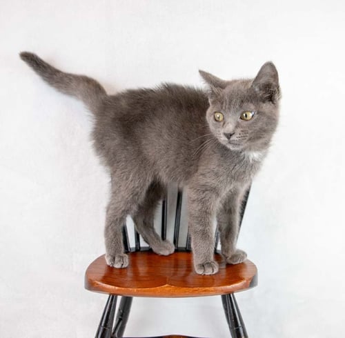 GINA - Domestic Short Hair available for adoption