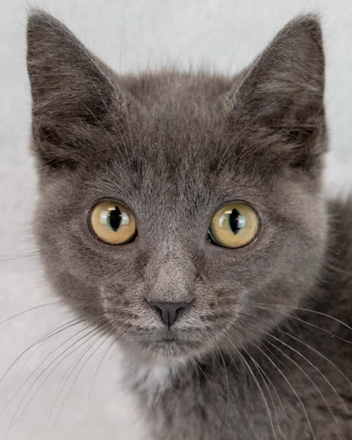 GINA - Domestic Short Hair for adoption in Sandy Springs