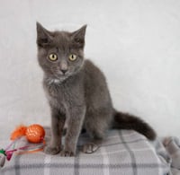 Gina - Photo 6