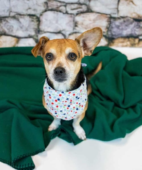 AJAX - Beagle / Chihuahua available for adoption